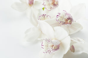 framedposter-print-fantastic-orchids