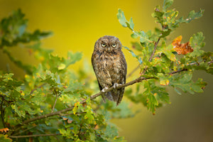 framedcanvas-print-eurasian-scops-owl-x