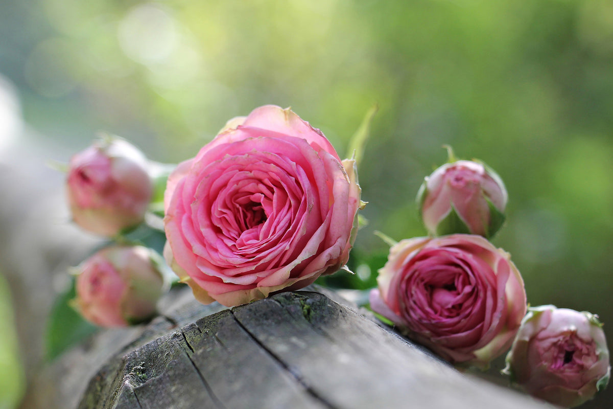 modern-3-piece-acrylic-print-bush-roses
