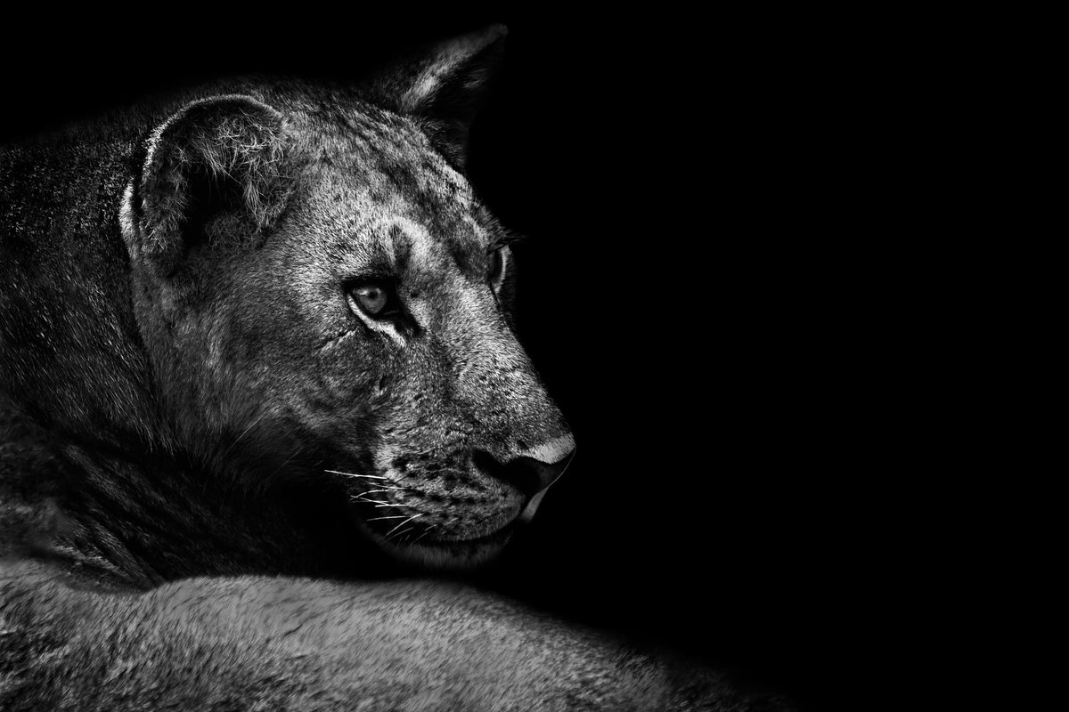 3-piece-canvas-print-lion