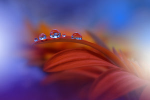 acrylic-print-metamorphosis