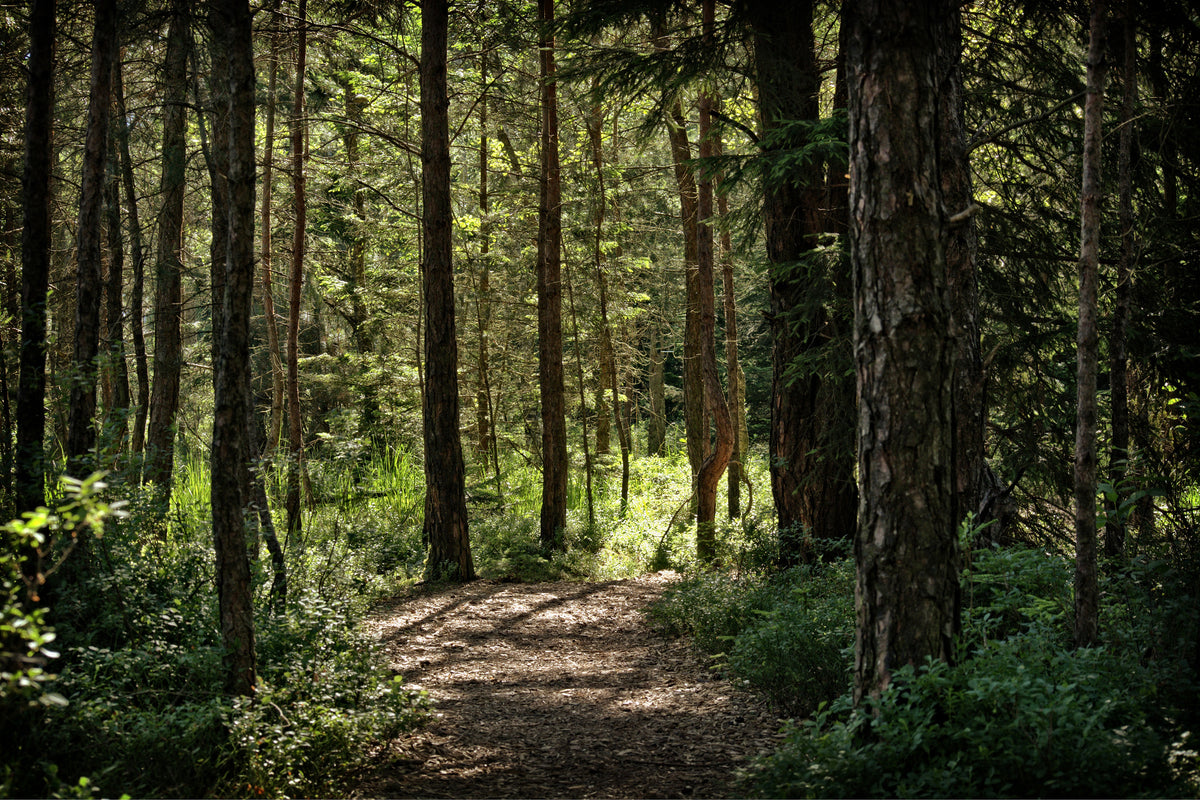 aluminium-print-many-trees