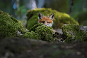 aluminium-print-curious-fox-x