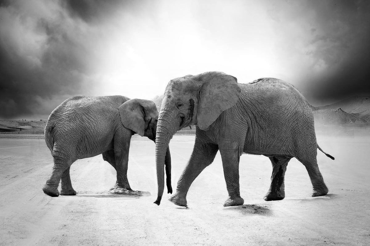 acrylic-print-2-elephants-sw