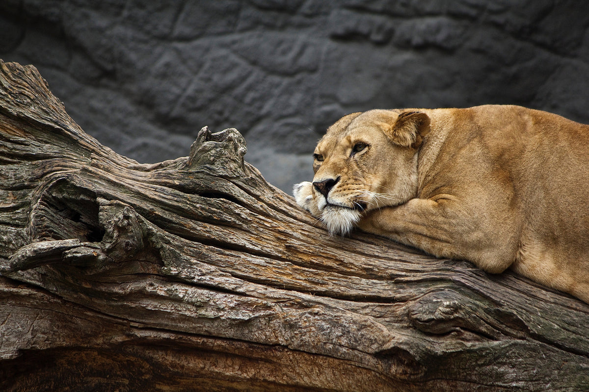 canvas-print-dreaming-lioness