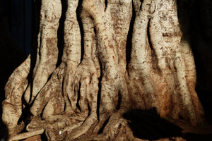 3-piece-aluminium-print-tree-close-up
