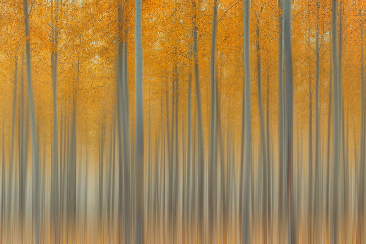 modern-3-piece-acrylic-print-autumn-delight-ii