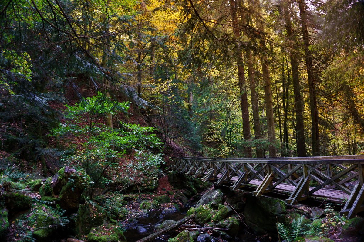 acrylic-print-the-forest-bridge