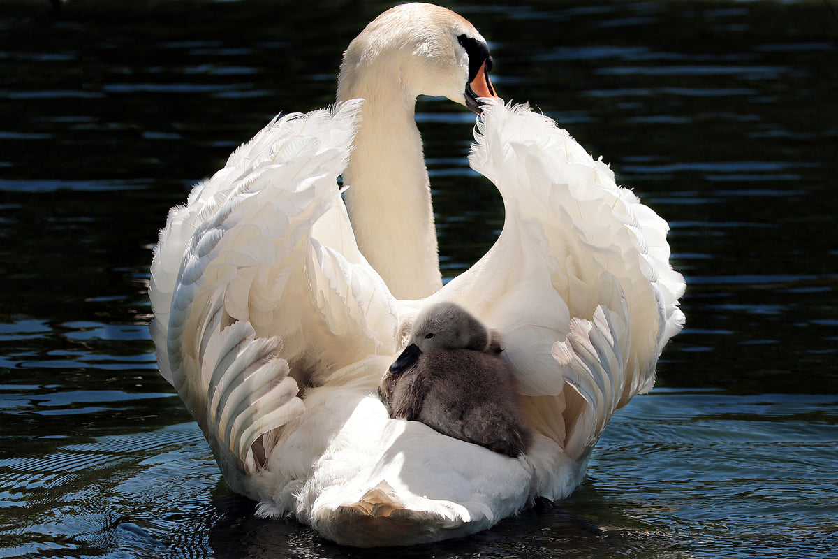 acrylic-print-mom-and-baby-swan