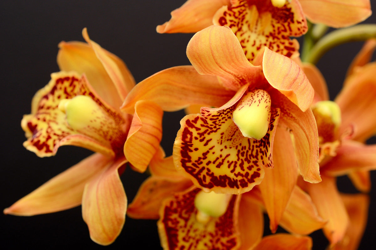 modern-3-piece-acrylic-print-orchids-with-orange-flowers