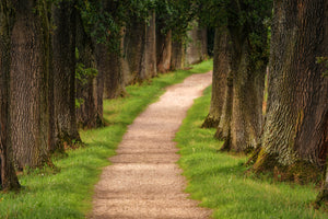 acrylic-print-a-path-in-the-forest