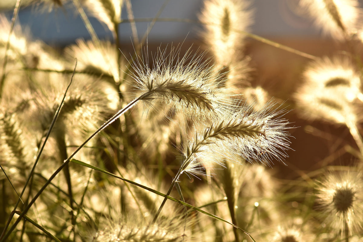 acrylic-print-ornamental-grass-in-the-sunlight