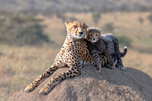 aluminium-print-cheetah-and-cup-x