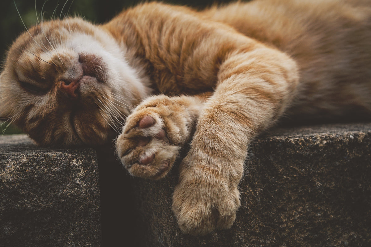 aluminium-print-sleeping-cat