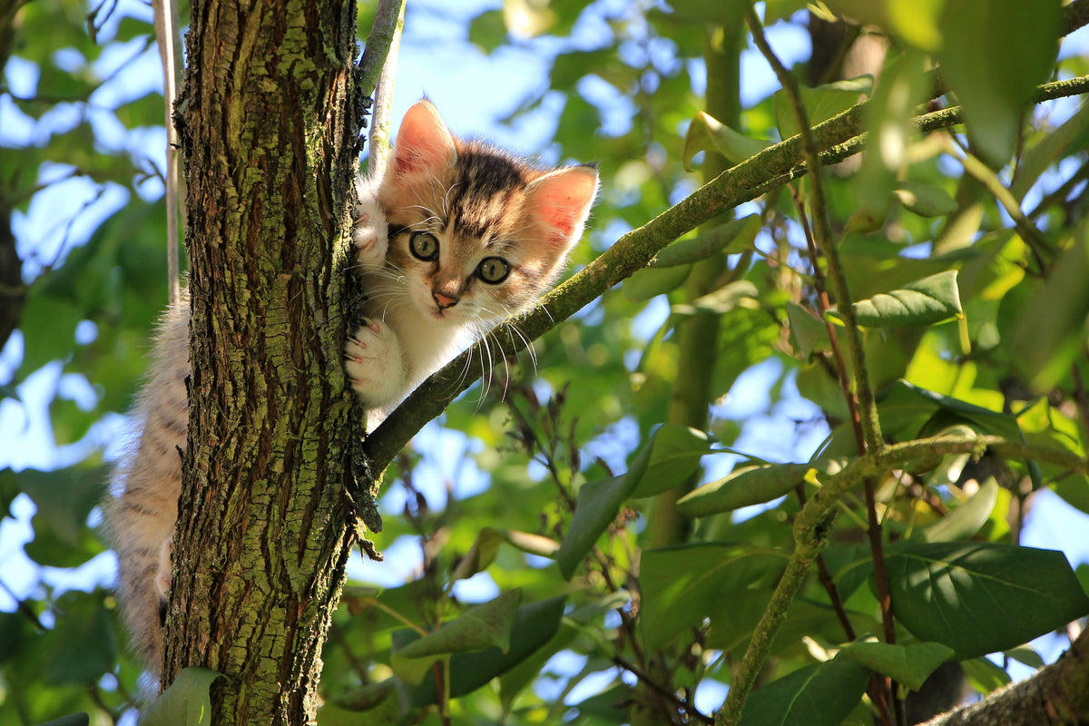 aluminium-print-cute-cat-child
