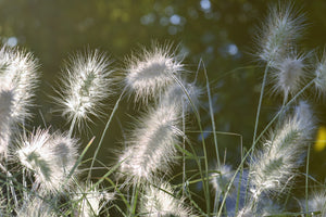 3-piece-canvas-print-ornamental-grasses-in-xl