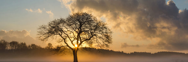 panoramic-3-piece-canvas-print-a-lonely-tree-panorama