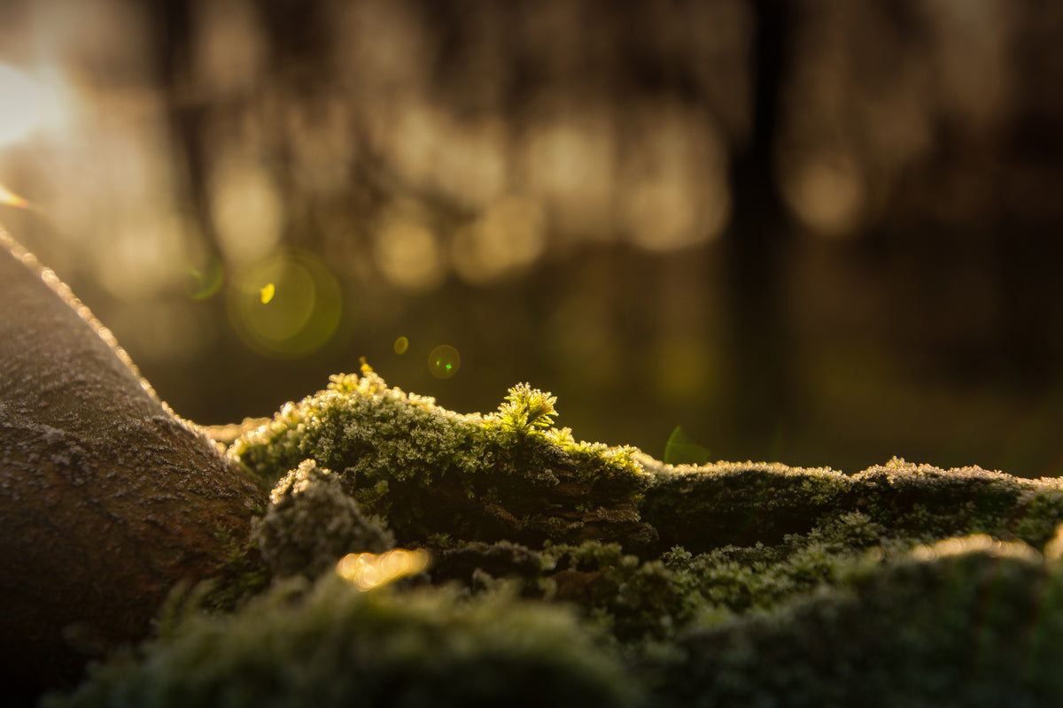 3-piece-aluminium-print-the-moss