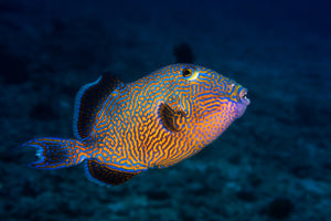 poster-print-blue-triggerfish