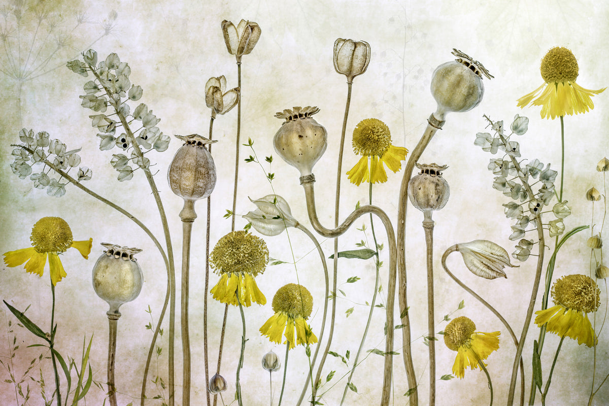 aluminium-print-poppies-and-helenium-x