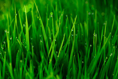 poster-print-grass-with-morning-dew
