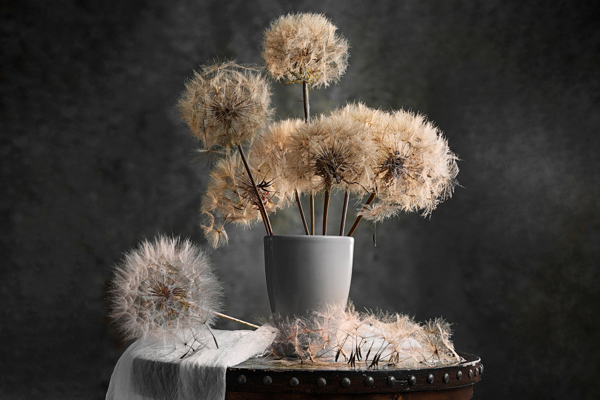 framedposter-print-dandelion-seed-pod-x