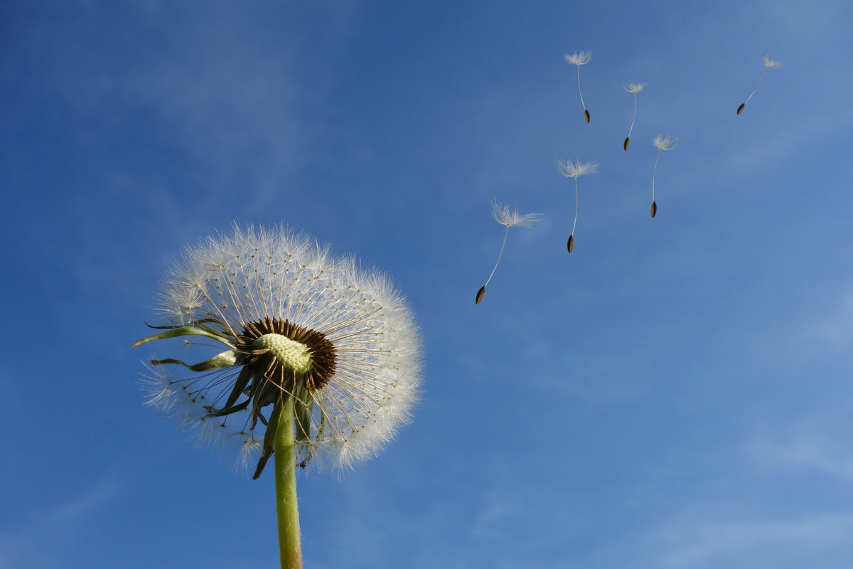 3-piece-canvas-print-dandelion-i-wish-for-something