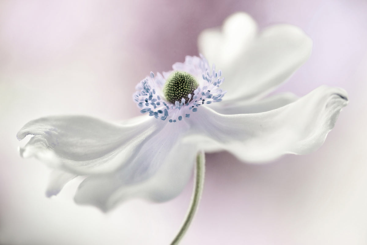 modern-3-piece-canvas-print-anemone-breeze