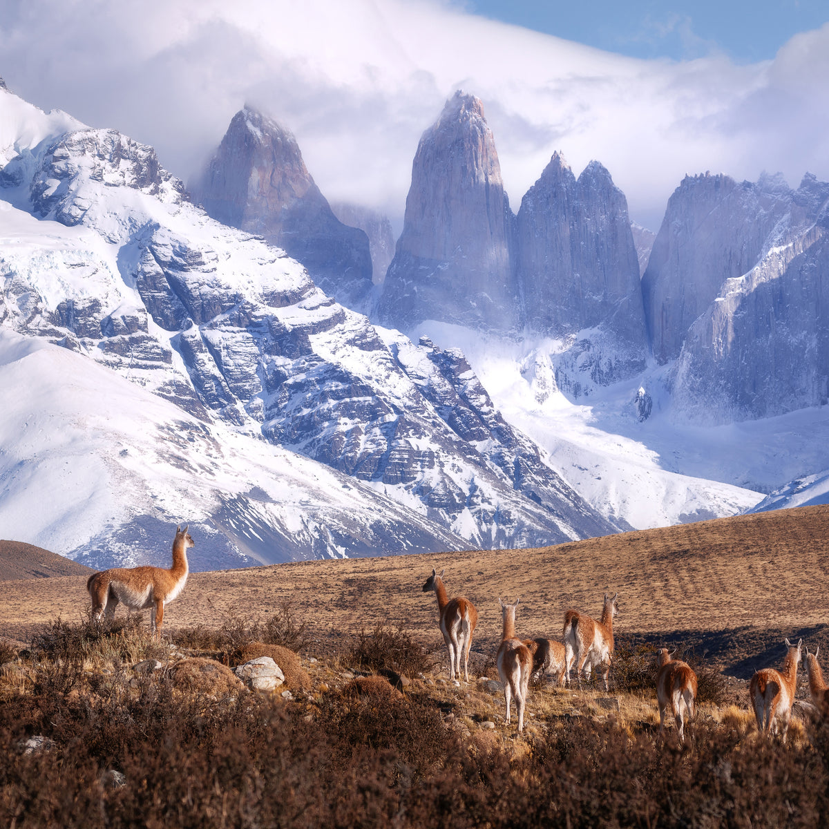 acrylic-print-guanakos-in-patagonia-x