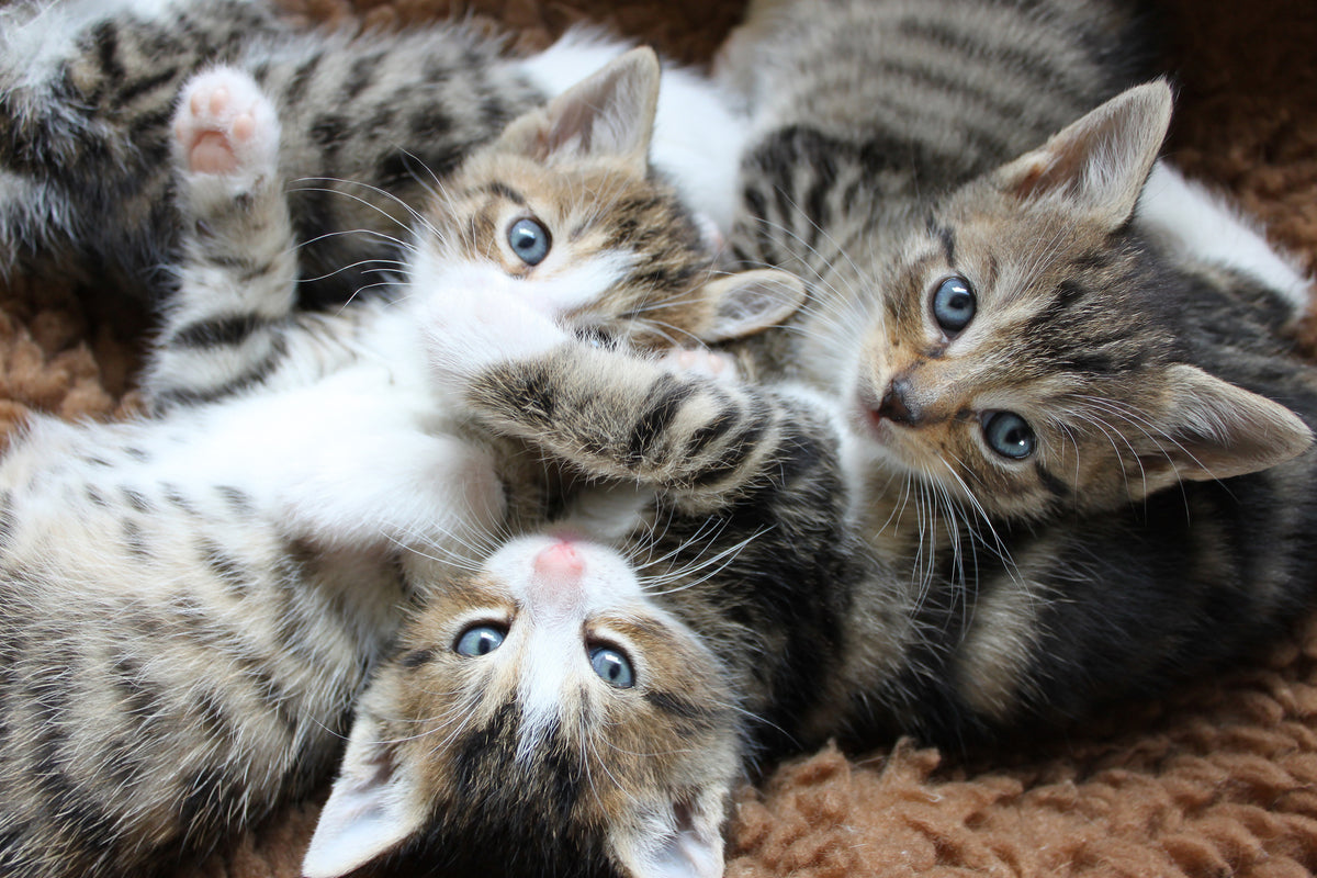 3-piece-aluminium-print-many-kittens