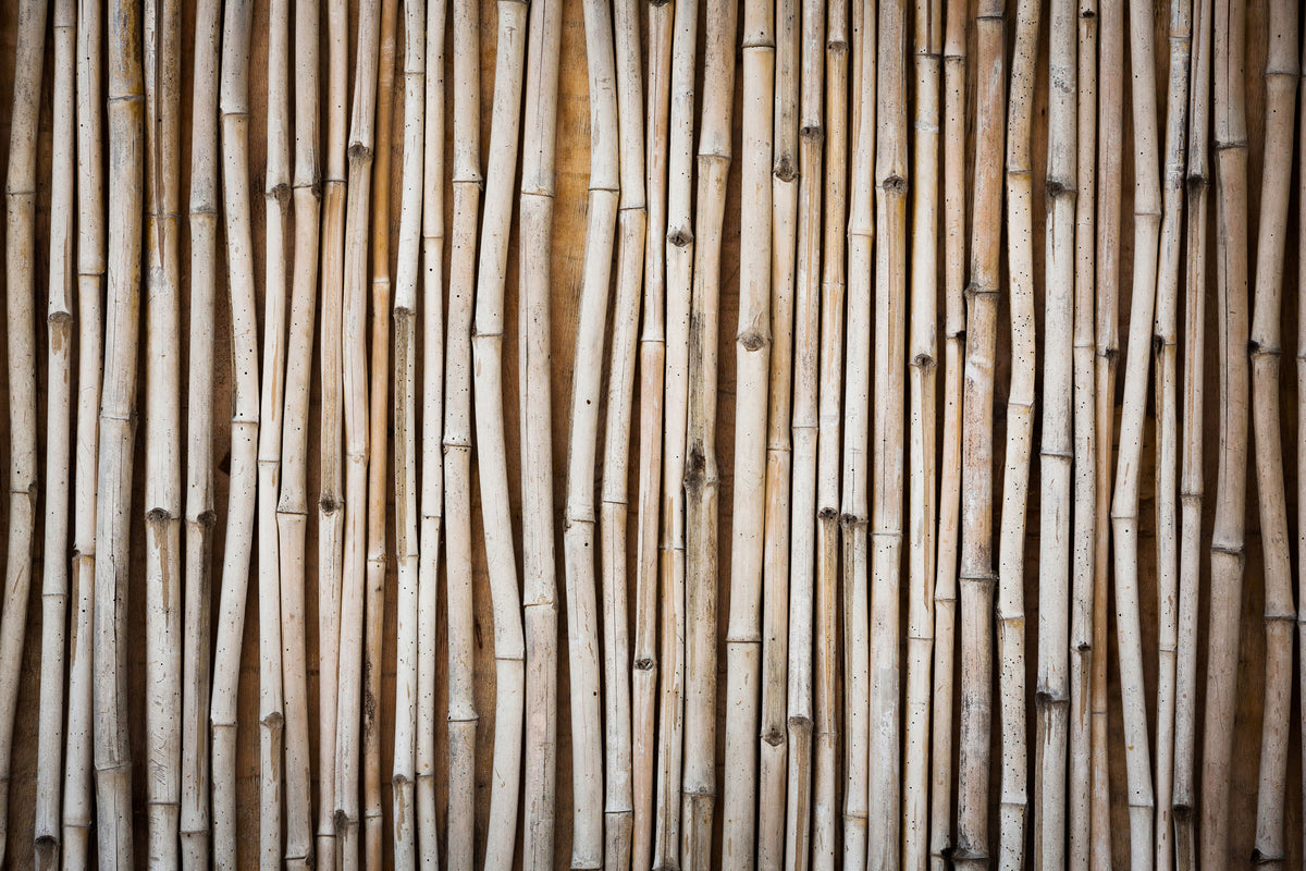 aluminium-print-dried-bamboos