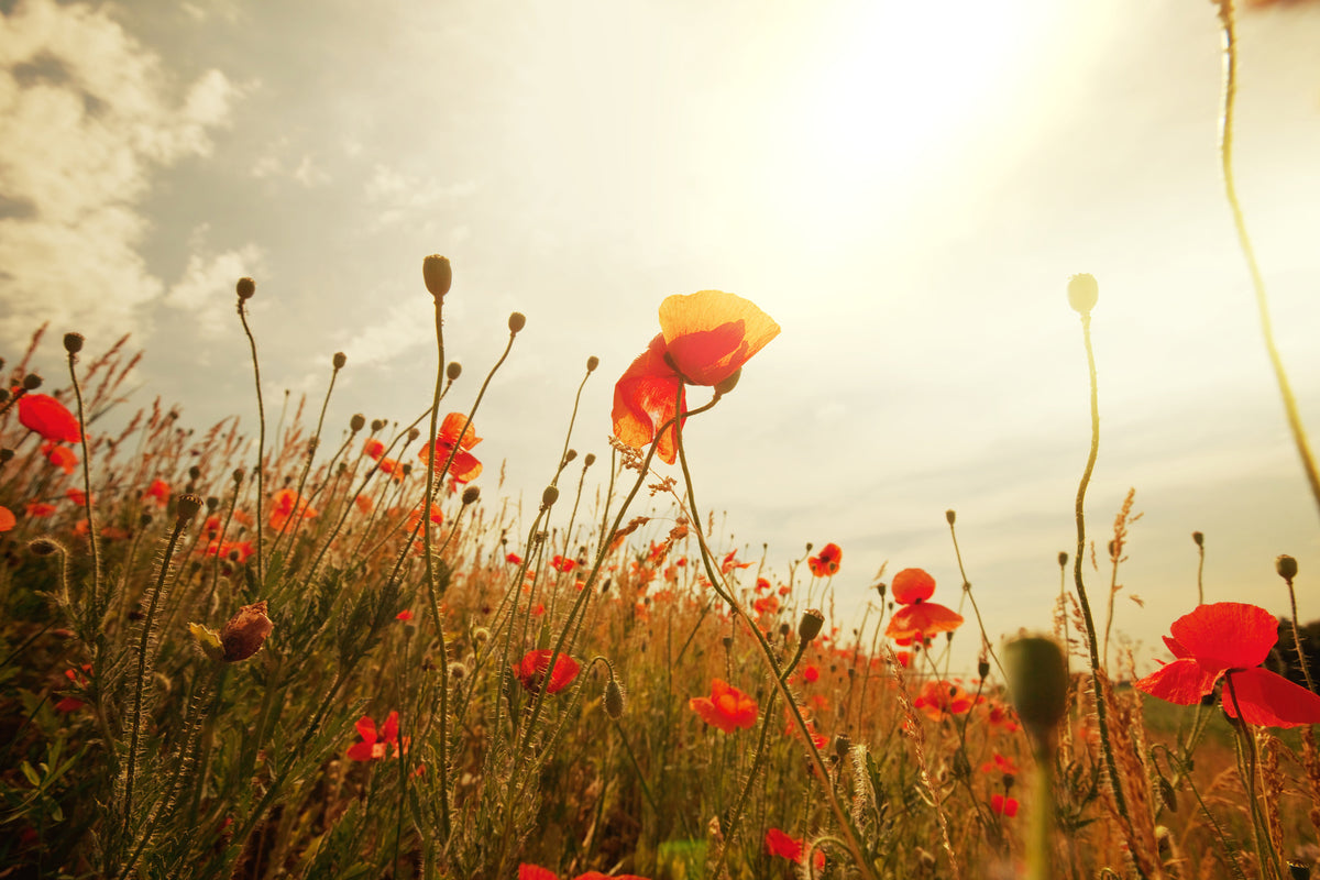 modern-3-piece-acrylic-print-the-poppy-field-at-sunrise