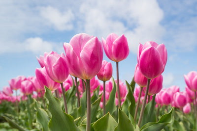 poster-print-tulip-field-in-pink