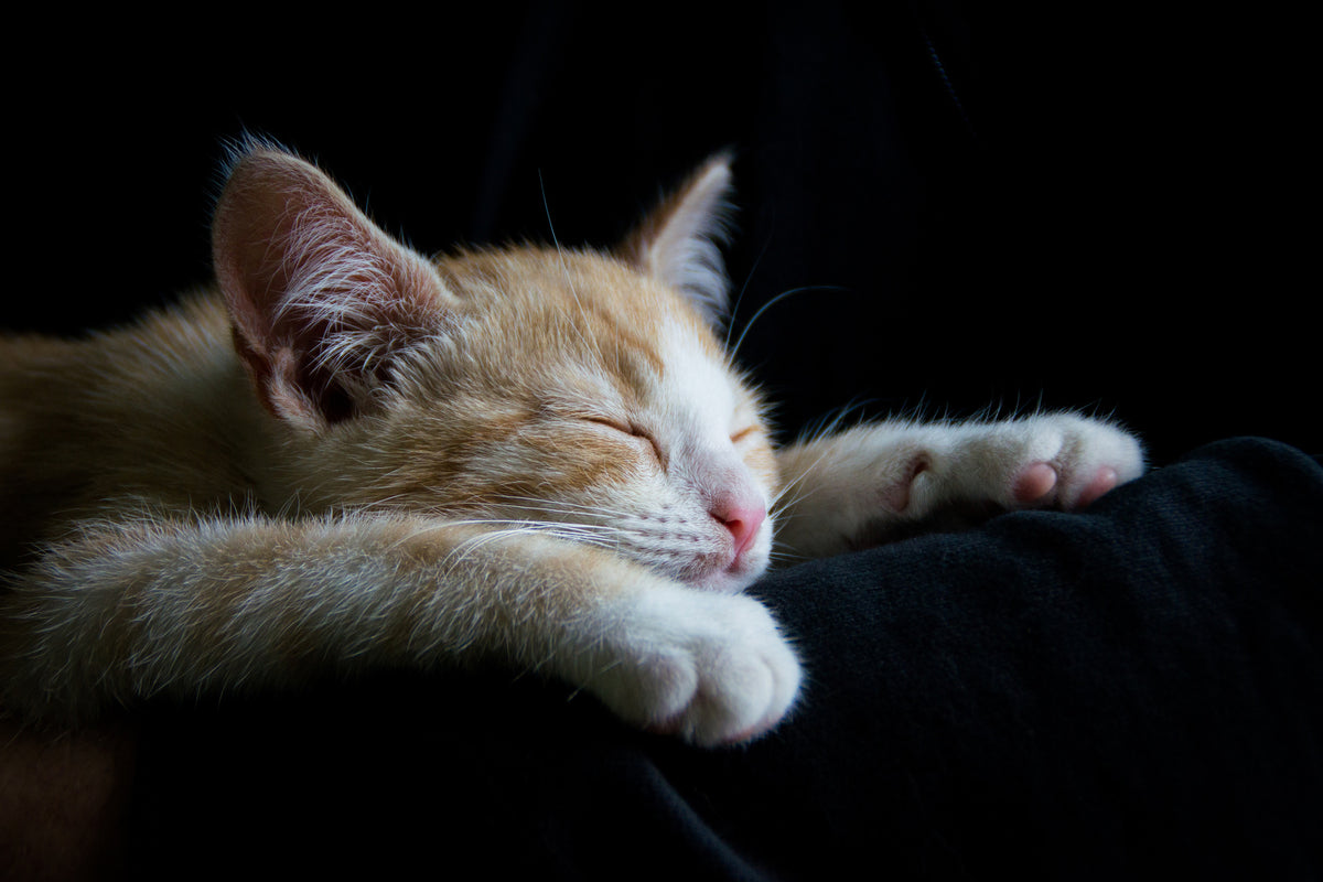 framedcanvas-print-lazy-cat
