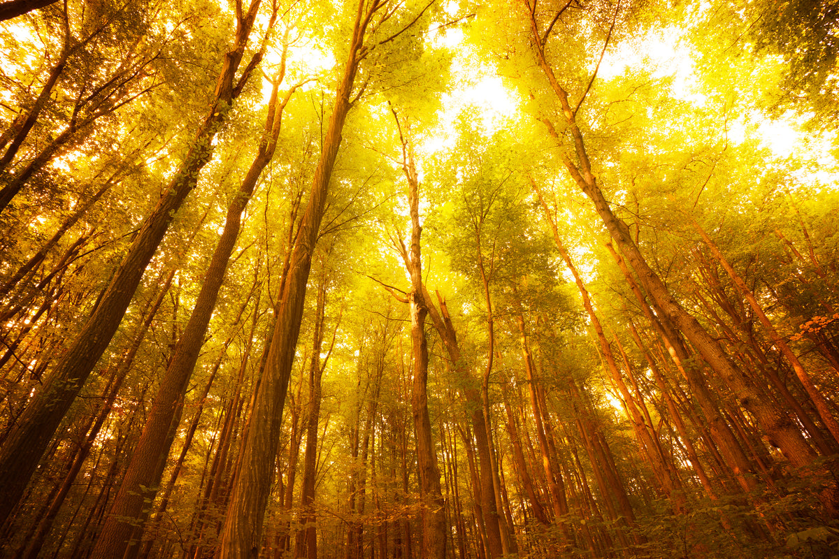 framedcanvas-print-autumn-forest