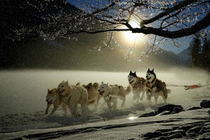 canvas-print-huskies