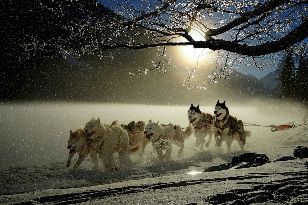 canvas-print-huskies