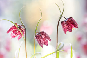 framedcanvas-print-snakes-head-fritillary-x