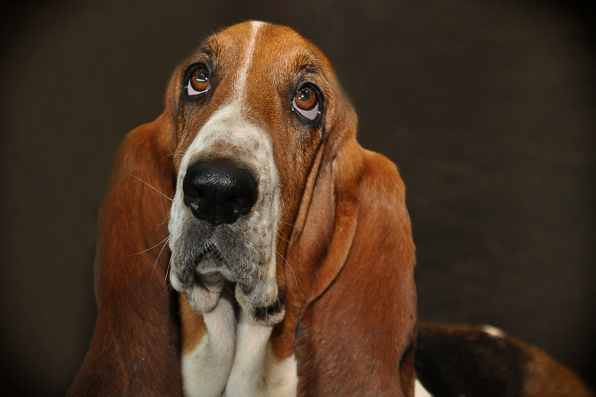 canvas-print-typical-basset