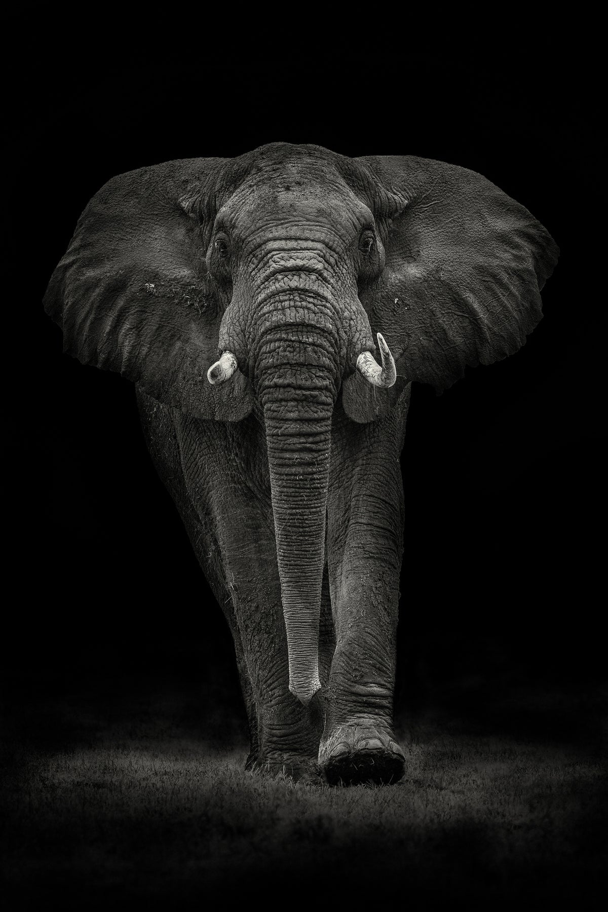 aluminium-print-ngorongoro-bull-x