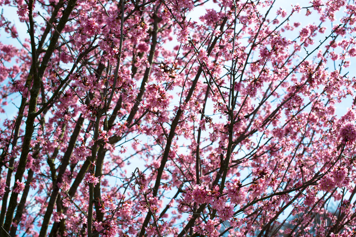 3-piece-aluminium-print-japanese-cherry-blossom