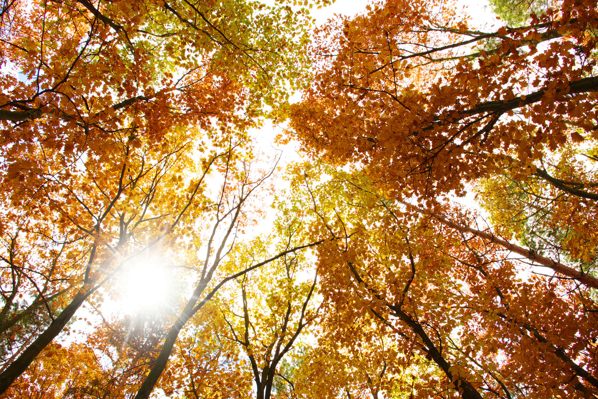 3-piece-aluminium-print-enlightened-autumn-trees