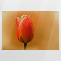 PO-075W050