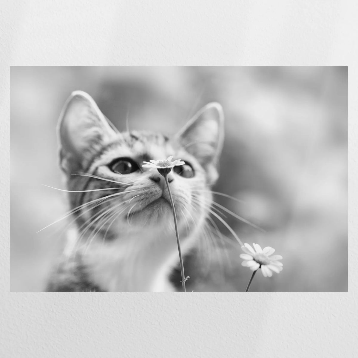 PO-075W050