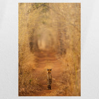 PO-050W075