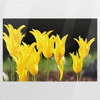 PO-075W050