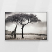 PB-093W062