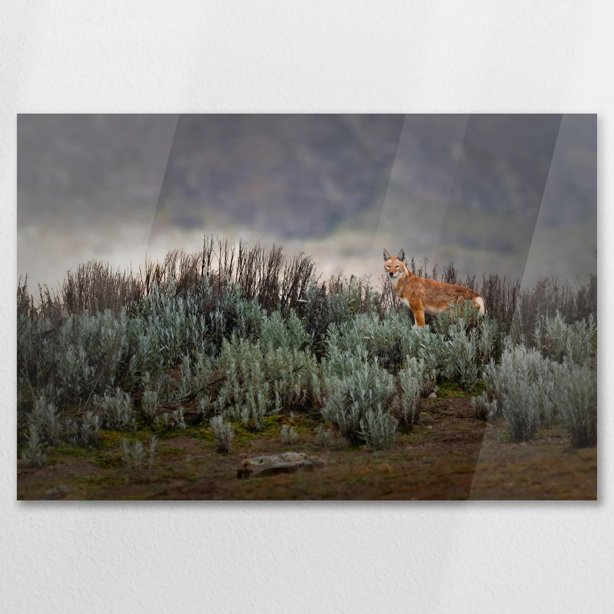 AC-075W050